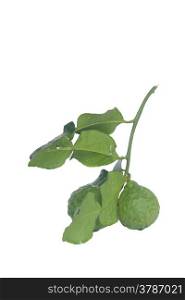 Bergamot herb for cooking