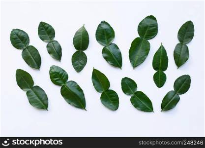 Bergamot kaffir lime leaves herb fresh ingredient isolated on white background.