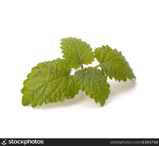 Bergamot mint or balm isolated on white background