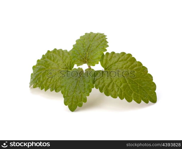 Bergamot mint or balm isolated on white background