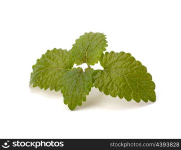 Bergamot mint or balm isolated on white background