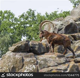 BERLIN, GERMANY - AUGUST 6, 2013: Mountain goat climbing on the rocks in the aviary Berlin Zoo