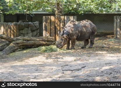 BERLIN, GERMANY - AUGUST 6, 2013: Rhino eating hay in the shade of a large tree in the enclosure Berlin Zoo