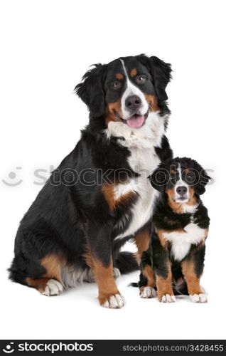 Bernese Mountain dog adult and puppy. Bernese Mountain dog adult and puppy in front of a white background