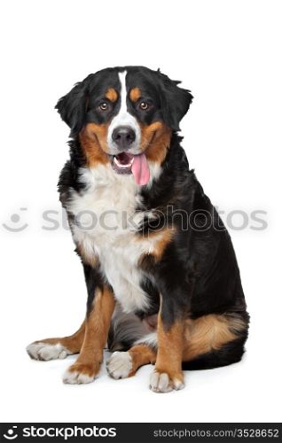 Bernese Mountain Dog. Bernese Mountain Dog in front of a white background