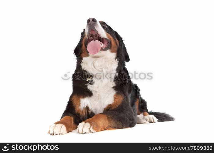 Bernese Mountain Dog. Bernese Mountain Dog in front of a white background