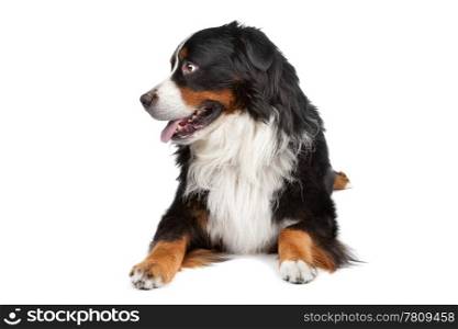 Bernese Mountain Dog. Bernese Mountain Dog isolated on a white background