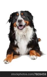 Bernese Mountain Dog. Bernese Mountain Dog isolated on a white background