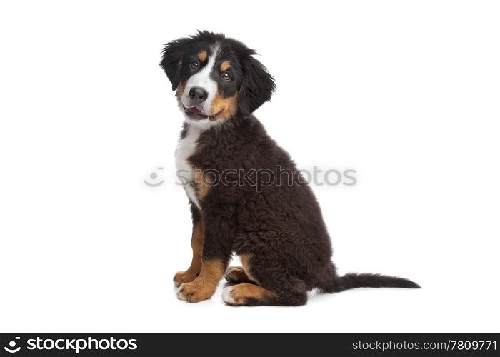 Bernese Mountain Dog. Bernese Mountain Dog puppy in front of a white background