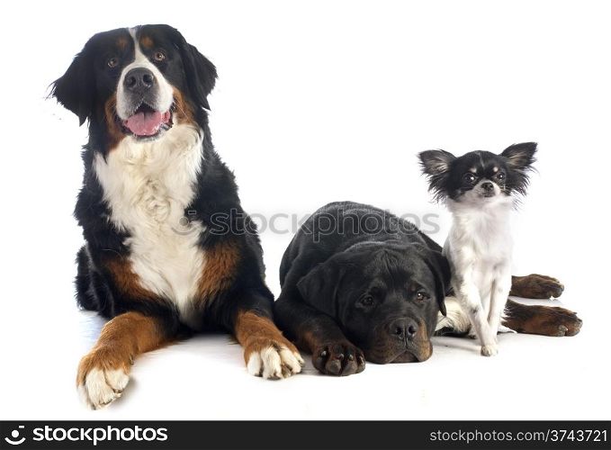 bernese mountain dog, chihuahua and rottweiler in front of white background