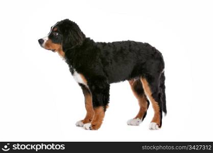 Bernese Mountain Dog puppy. Bernese Mountain Dog puppy in front of a white background