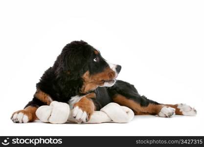Bernese Mountain Dog puppy. Bernese Mountain Dog puppy in front of a white background