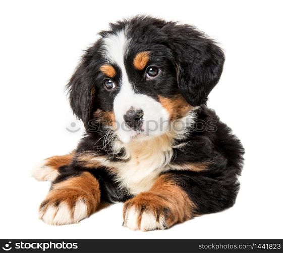 bernese mountain dog puppy isolated on white background