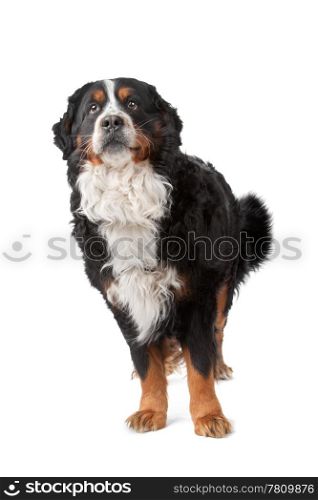 Bernese Mountain Dog standing in front of a white background