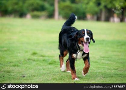 Bernese mountain dog walking on the lawn
