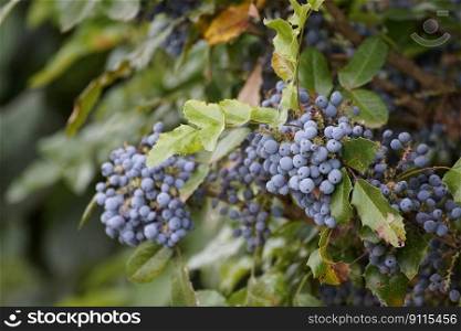 berries blue berries fruit mahonie
