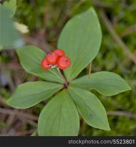 Berries growing on a plant, Kenora, Lake of The Woods, Ontario, Canada