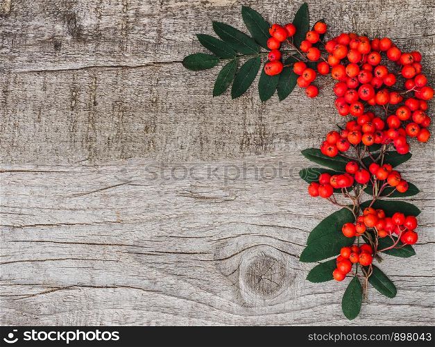 Berries of a bright, ripe mountain ash lying on unpainted boards. Place for your inscription. Top view, close-up. Congratulations to loved ones, family, relatives, friends and colleagues. Berries of a bright, ripe mountain ash