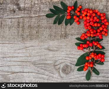 Berries of a bright, ripe mountain ash lying on unpainted boards. Place for your inscription. Top view, close-up. Congratulations to loved ones, family, relatives, friends and colleagues. Berries of a bright, ripe mountain ash