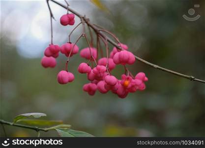berries of a spindle shrub in front of blurred green background a twig with leaves in the forground