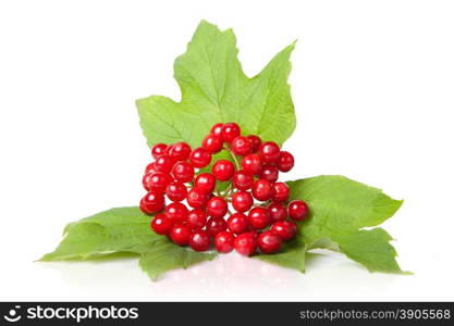 Berries of red Viburnum with leaves isolated on white