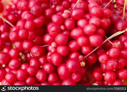 berries of schisandra. rich harvest of ripe and red schizandra