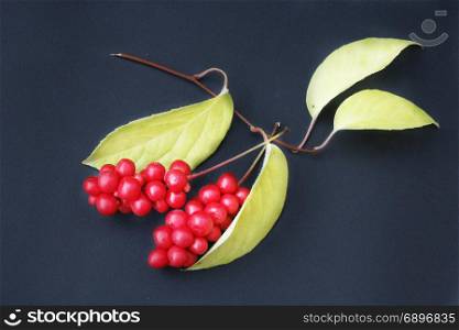 berries of schizandra on the black isolated. berries of schizandra with leaves on the black isolated