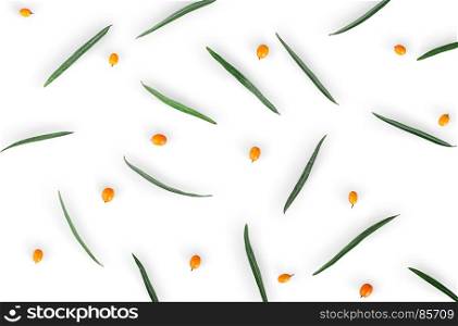 Berries of sea-buckthorn with leaves isolated on white background. Top view.
