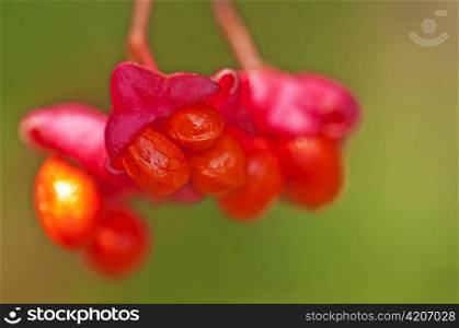 berries of the European spindle tree
