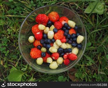 Berries on the grass