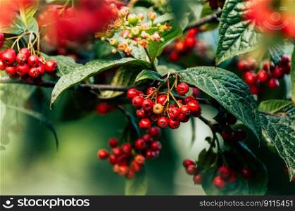 berries red berries fruits shrub