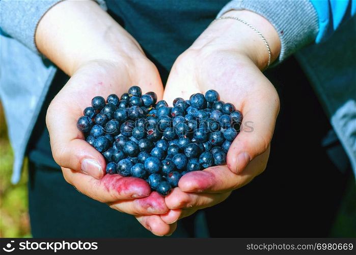 Berries wild blueberries in hands closeup in the shape of a heart.
