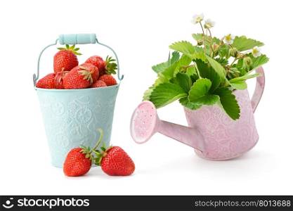 Berry and strawberry leaves isolated on a white background