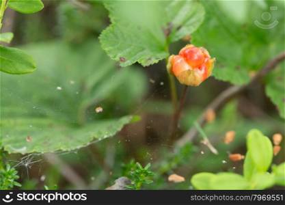 Berry cloudberry in the forest foliage and cobwebs.