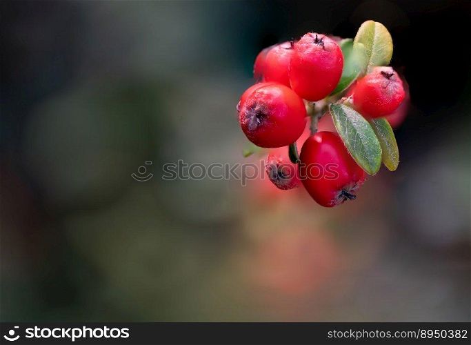 berry fruit nature fall background