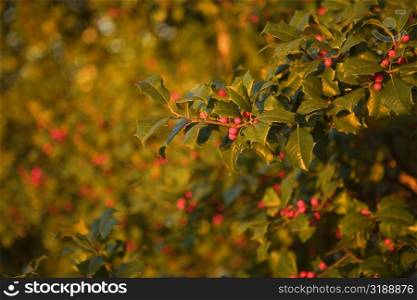 Berry fruits growing on a branch