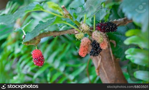 berry in farm. black ripe and red unripe mulberries on the branch