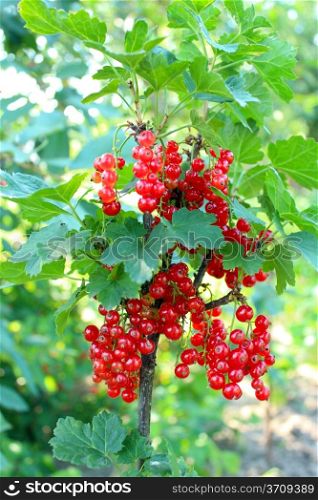 Berry of a red currant hanging on the bush
