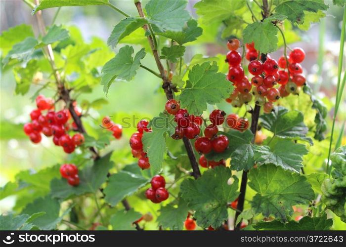 Berry of red currant hanging on the bush