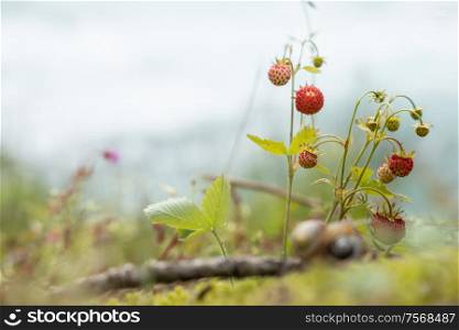 Berry of ripe strawberries close up. Nature of Norway
