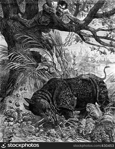 Besieged by a rhinoceros. The animal was seeking to enter the roots of the tree, vintage engraved illustration. Journal des Voyages, Travel Journal, (1879-80).