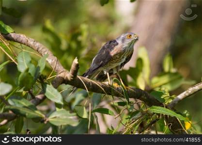 Besra or Little Sparrow Hawks (Accipiter virgatus) Standing on branch