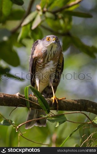 Besra or Little Sparrow Hawks (Accipiter virgatus) Standing on branch