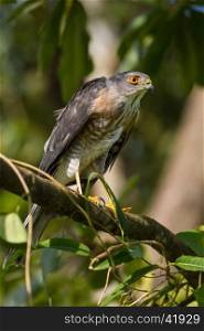 Besra or Little Sparrow Hawks (Accipiter virgatus) Standing on branch