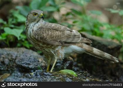 Besra Sparrowhawk (Accipiter virgatus fuscipectus) in nature, Thailand