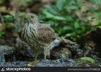 Besra Sparrowhawk (Accipiter virgatus fuscipectus) in nature, Thailand