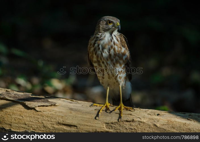 Besra Sparrowhawk (Accipiter virgatus fuscipectus) in nature, Thailand