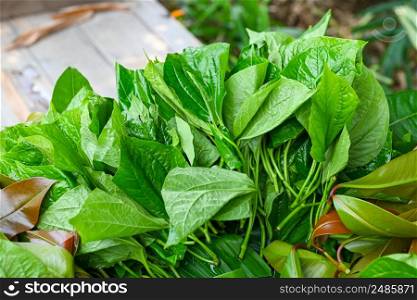 Betel leaf, fresh green leaves Wild Betel Leafbush - betel leaf for herbs and cooking food in Thailand, Piper sarmentosum Roxb