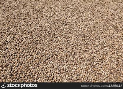 Betel nuts drying on the sun, India