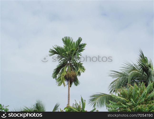 betel palm tree on sky background